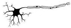 /clinical/neuron_soms_axon_hor.jpeg